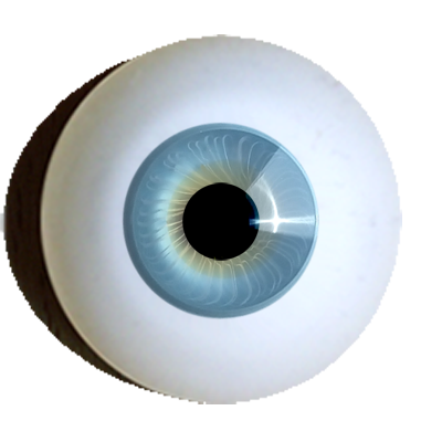 iris muscle eyes