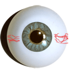 Designer-eyes-superior-grey-green-with-veins-16mm-small-iris.