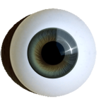Reborn-iris-muscle-eyes-superior-grey-green.